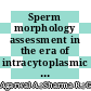 Sperm morphology assessment in the era of intracytoplasmic sperm injection: Reliable results require focus on standardization, quality control, and training