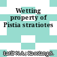 Wetting property of Pistia stratiotes