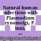 Natural human infections with Plasmodium cynomolgi, P. inui, and 4 other Simian Malaria Parasites, Malaysia