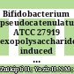 Bifidobacterium pseudocatenulatum ATCC 27919 exopolysaccharides induced autophagy and apoptosis against endoplasmic reticulum stress in Caco-2 cells